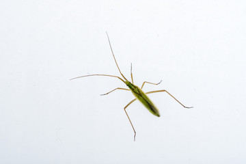 Green insect on a white background