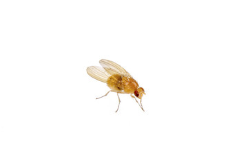 Obraz premium Beige fly on a white background