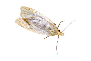 Obraz premium Grey moth on a white background
