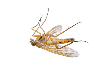 Orange insect on a white background
