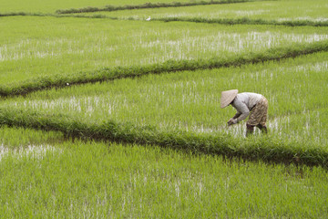 ..Farmer planting rice in a flooded rice paddy;near Hoi An,Vietnam