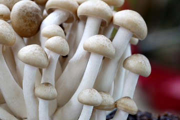 Closeup shimeji mushroom.
