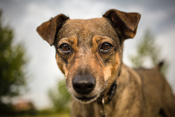 Close portrait of a mixed breed dog