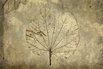 leaf print on concrete texture and background © praisaeng