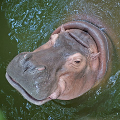 hippopotamus in the public zoo