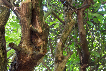 Fototapeta na wymiar Old Twisting Tree Branches of Mountain Laurel