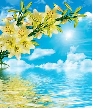 lily flowers on a background of blue sky with clouds