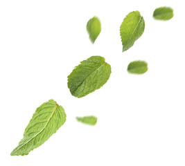 Mint leaves isolated on white