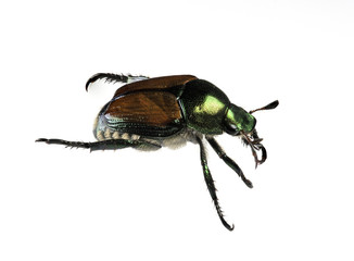 Japanese Beetle