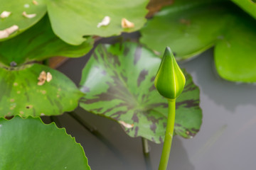 Lotus flower in pond at garden
