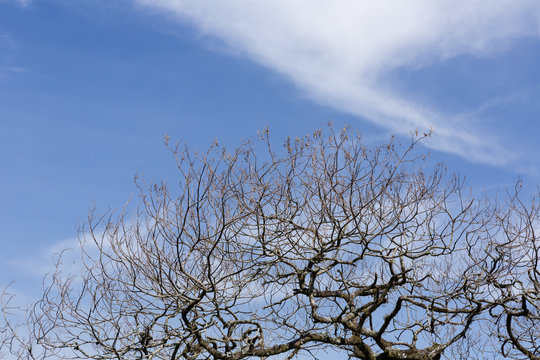Dry tree branches blue sky background