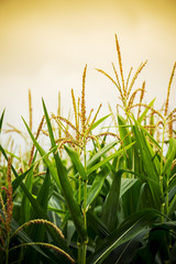 Close up corn flower in sunset.