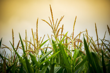 Close up corn flower in sunset.