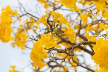 Silver trumpet tree