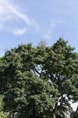 tree top with blue sky