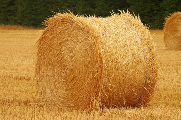 Rouleau de paille sur un champ moissonné