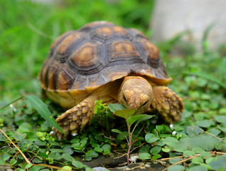 turtle
