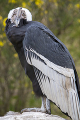Andean condor standing with green blurred background
