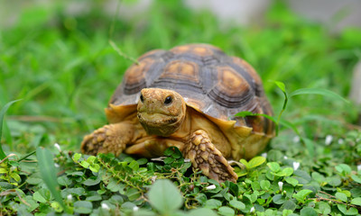 turtle