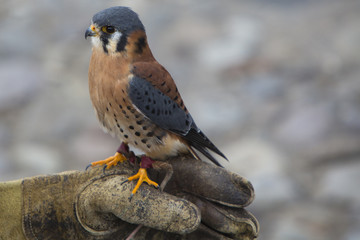 American Kestrel at a bird sanctuary near Otavalo, Ecuador