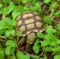 turtle