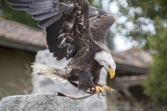 American Bald Eagle landing in Otavalo, Ecuador