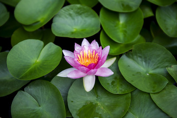 Bouchent un beau nénuphar rose ou une fleur de lotus dans un étang.