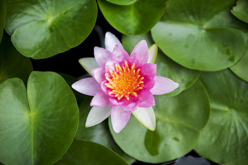 Close up beautiful pink waterlily or lotus flower in pond. - 88518449