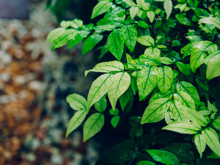 green leaf,Wrightia religiosa Benth,background,fresh and green leaf,Gardening of Wrightia tree, leaf