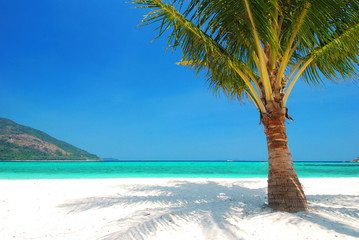 The Paradise on earth, coconut tree on white sand with blue sky and turquoise sea