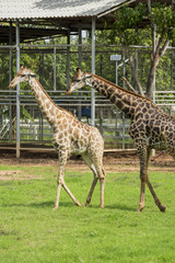 Obraz premium Soulmate Giraffe mating on the farm ,Thailand.