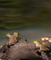 American Bullfrog