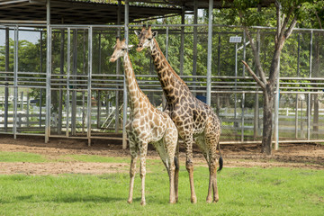 Soulmate Giraffe mating on the farm ,Thailand.