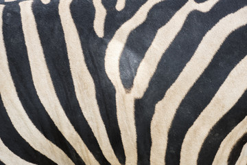 Close up zebra stripes texture and background.