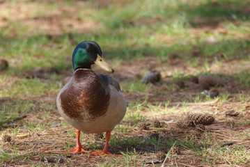 Duck