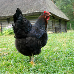 Black chicken grazes at the village yard
