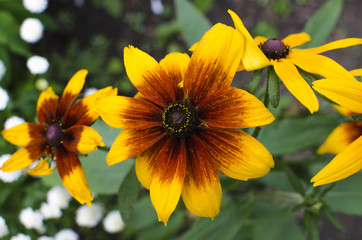 Flower Rudbeckia bicolor 