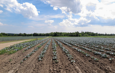 Farmland