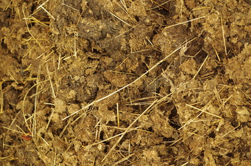 Dung close up, macro, nobody
