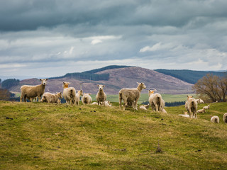 Naklejka na ściany i meble Sheep on a hill