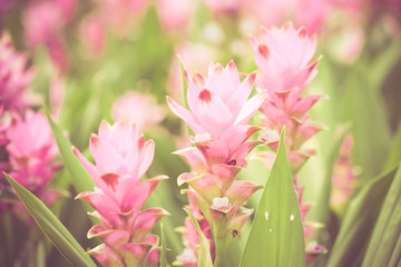 Obraz premium flowers with filter effect retro vintage style
