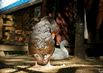 gray goose in a pen for the birds