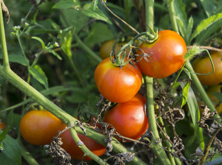 Red Organic Tomatoes On The Vine