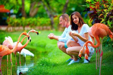 Obraz premium young couple feeding flamingo birds with hands on pond