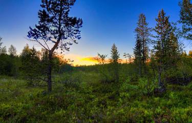 Obraz premium The tundra in the summer.Beautiful Northern nature in summer Sunny day