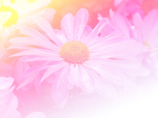 Sweet color flower for background design soft and blur style