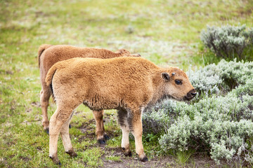 Fototapeta premium American Bison Baby Calf