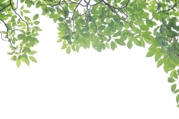 Green leaf on white background