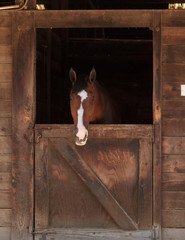 Brown bay horse view out the stable in a barn © SailingAway