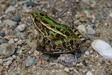 Northern leopard frog (Lithobates pipiens) on sand and gravel